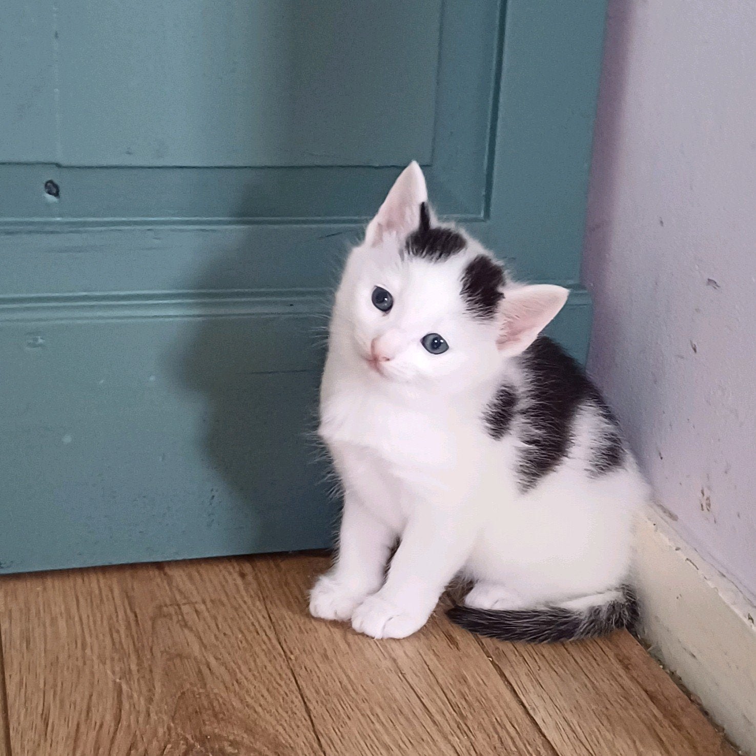 Lieve tamme kitten broertjes mogen binnenkort verhuizen, Dieren en Toebehoren, Meerdere dieren, 0 tot 2 jaar