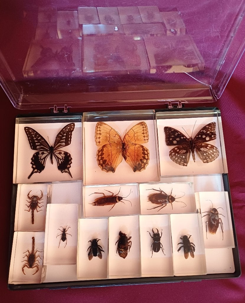 3 vlinders 2   9x9 cm 1  10x10 cm  10 insecten 7x4 cm, Dieren en Toebehoren, Overige soorten