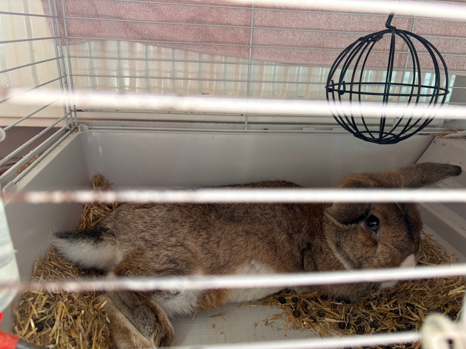 Dwergkonijn, Dieren en Toebehoren, Konijnen, Mannelijk, Dwerg