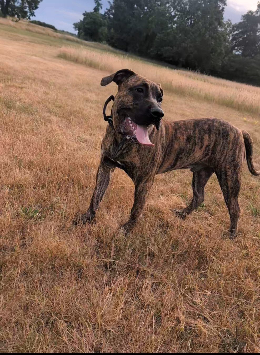 Mastiff (Presa Canario), 15 weken tot 1 jaar, Reu, Eén hond, CDV (hondenziekte)