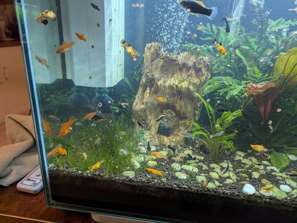Diverse jonge Vissen, Dieren en Toebehoren, Vissen | Aquariumvissen, Vis