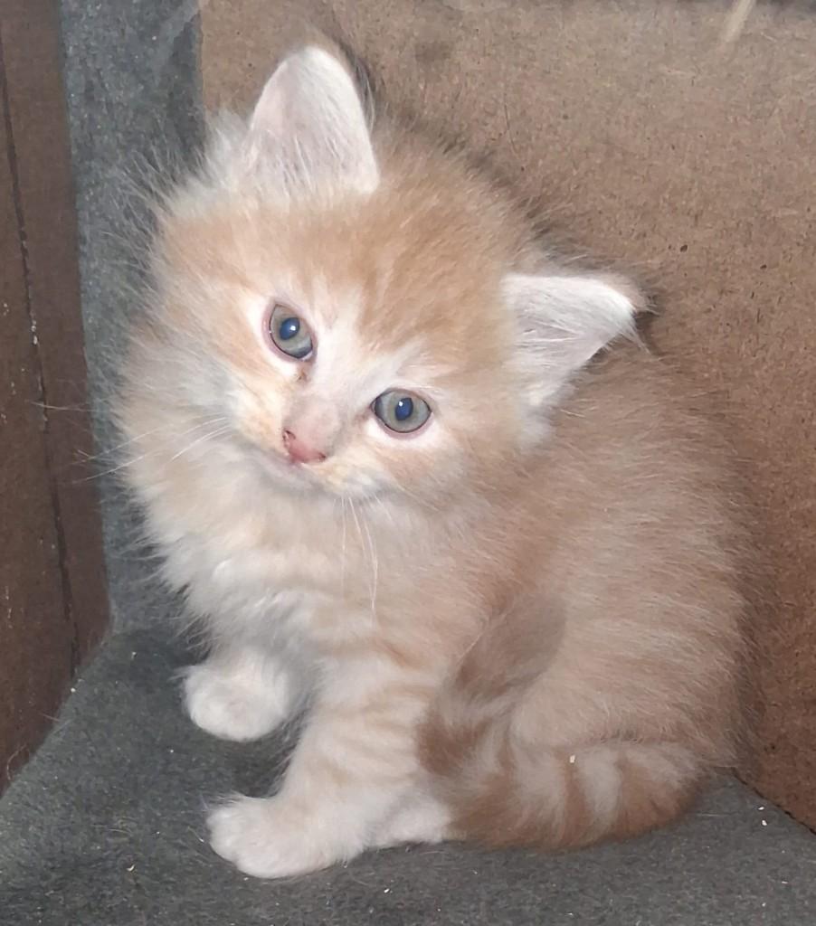 X maine coon kitten, Kater, Ontwormd, 0 tot 2 jaar