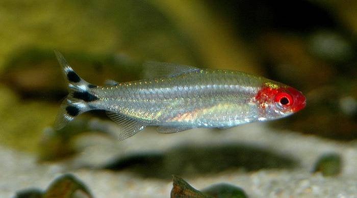 roodkopzalm diamant €2,95, Dieren en Toebehoren, Vissen | Aquariumvissen, Vis, Zoetwatervis