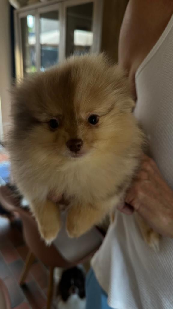 Raszuivere pomeriaantjes 2 🩷 en 1 💙, Parvo, België, Particulier, Keeshond