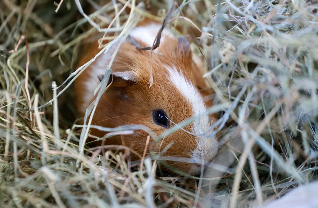 Cavia beren | Verschillende kleurslagen | Jonge cavia's