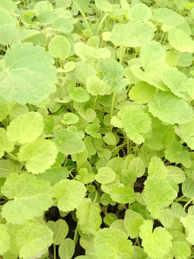 Jonge stokroos plantjes: 25 stuks, Ophalen, Overige soorten, Volle zon