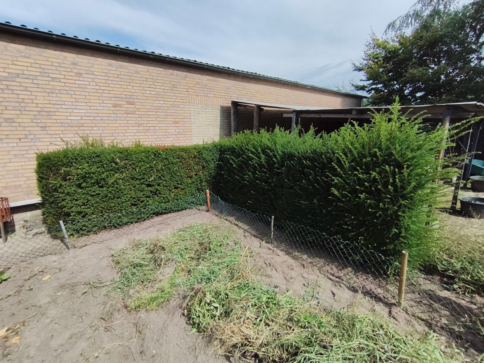 Taxushaag - 14 stammen, Tuin en Terras, Planten | Struiken en Hagen, Ophalen, Taxus, Haag, 100 tot 250 cm