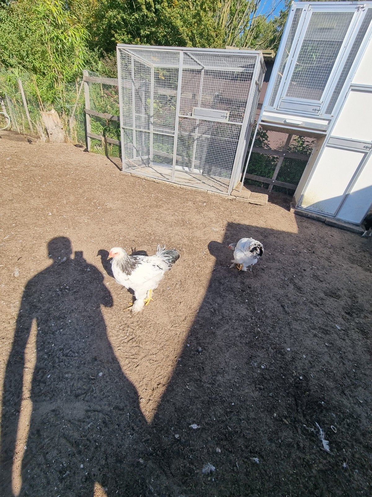 te koop jong wit brhama koppel hen en haan, Meerdere dieren, Kip