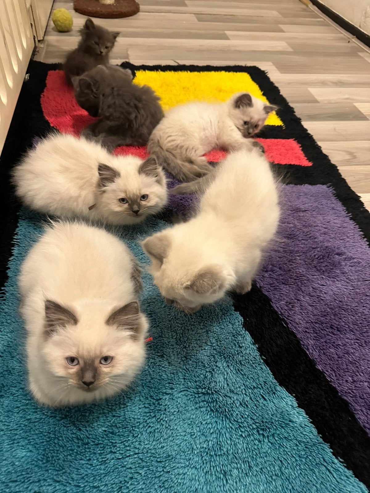 Ragdoll kruising britse langhaar fluffy kittens, Meerdere dieren, Ingeënt