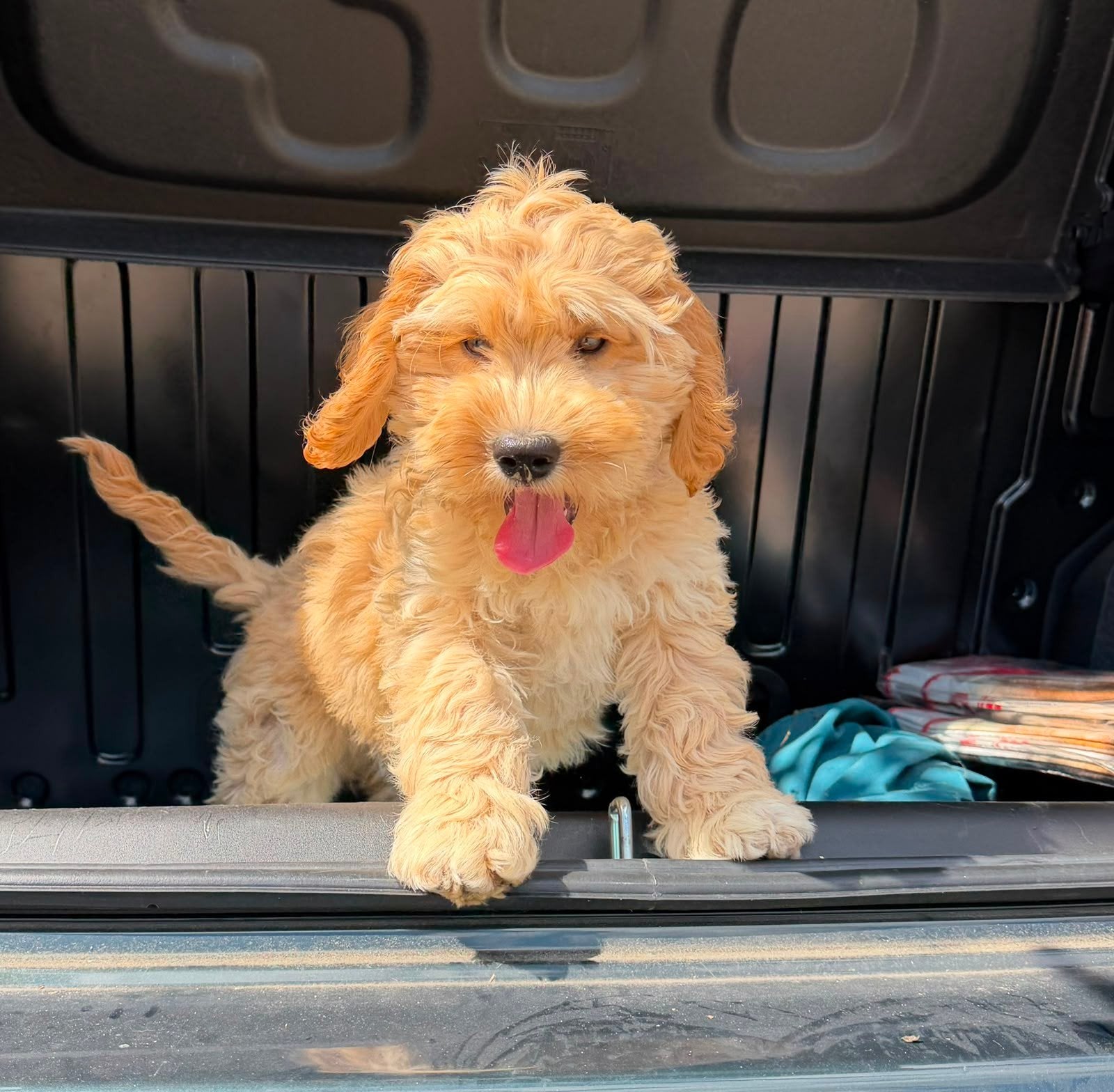 Exclusieve Amerikaanse Cockapoo pups, Parvo, Overige rassen, 8 tot 15 weken, Meerdere