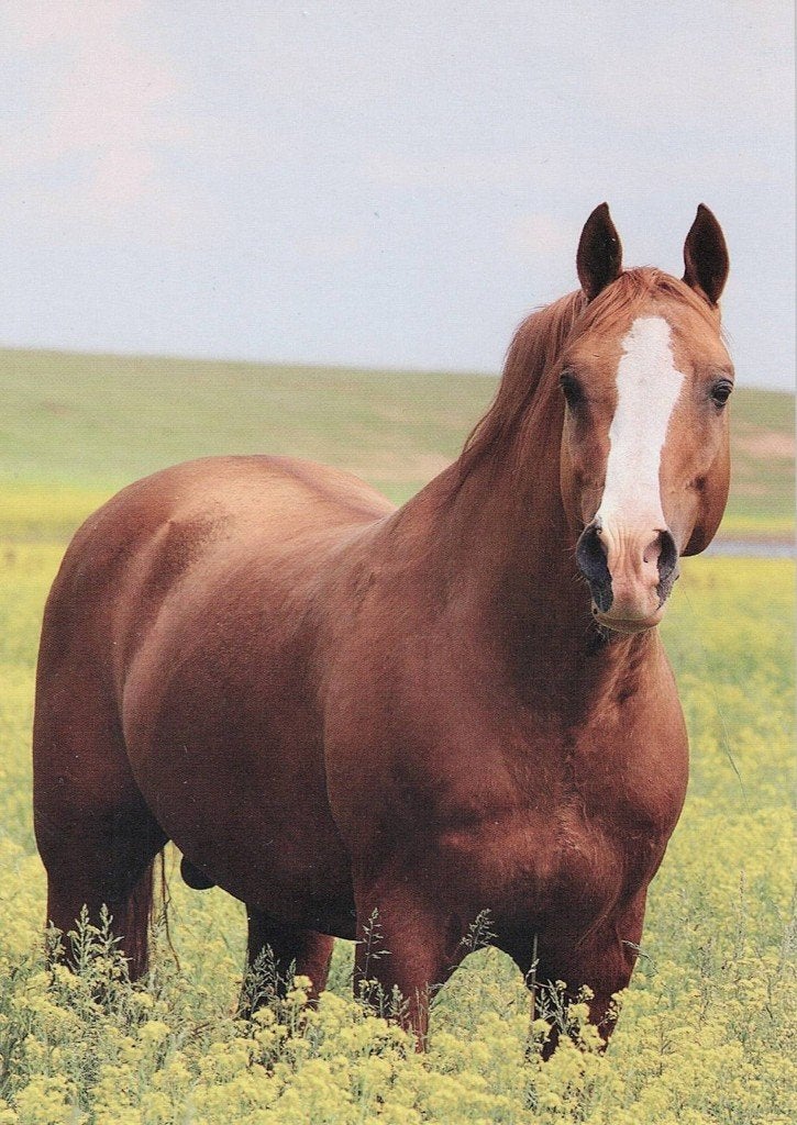 Bruin paard staat in een weiland 500, Verzamelen, Ophalen of Verzenden, 1980 tot heden, Ongelopen, Paard