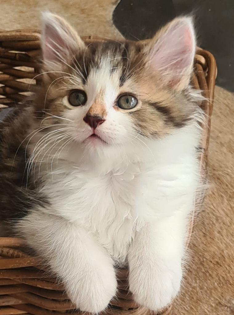 Ragdoll X langharig, Dieren en Toebehoren, Katten en Kittens | Raskatten | Langhaar, Meerdere dieren