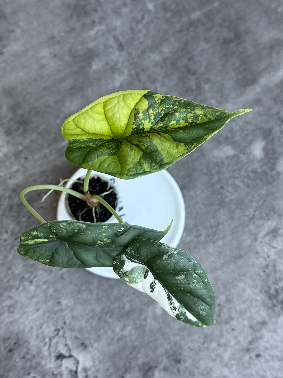 Alocasia Dragon Scale Variegata, Ophalen of Verzenden, Halfschaduw, Minder dan 100 cm