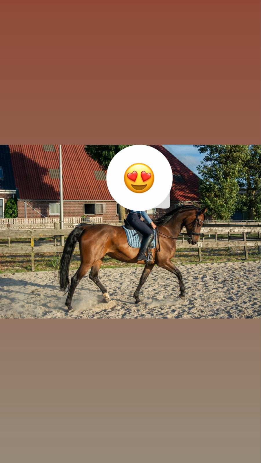 Kwpn Paard merrie met stamboom