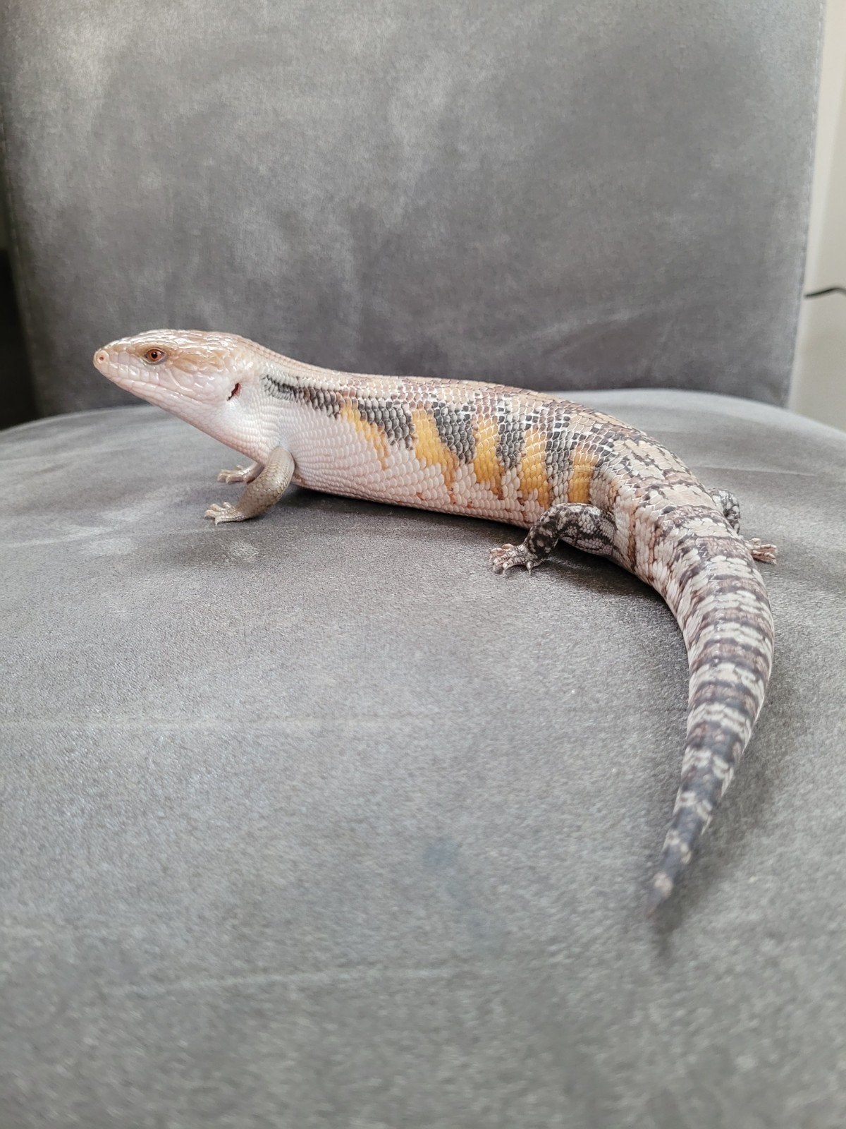 Jonge Australische blauwtongskinken - Tiliqua Scincoides Blue Tongue Skink photo 4