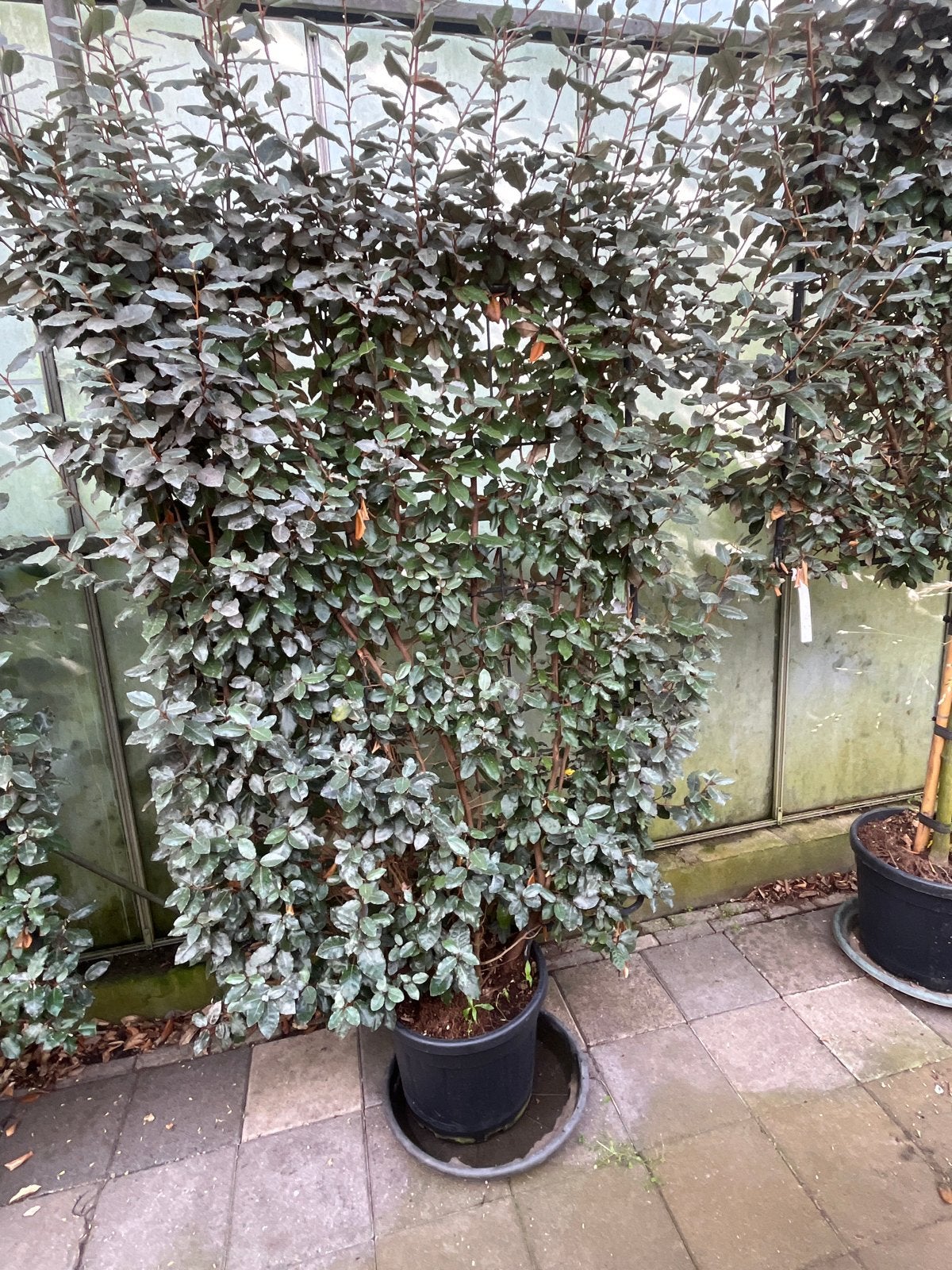 Elaeagnus Ebbingei 'Compacta' - Groenblijvende Olijfwilg
