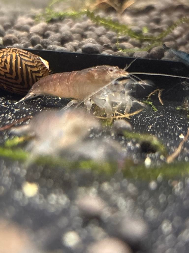 Blauwe Waaierhandgarnaal – Jonge dieren nu beschikbaar!, Dieren en Toebehoren, Vissen | Aquaria en Toebehoren, Ophalen, Nieuw