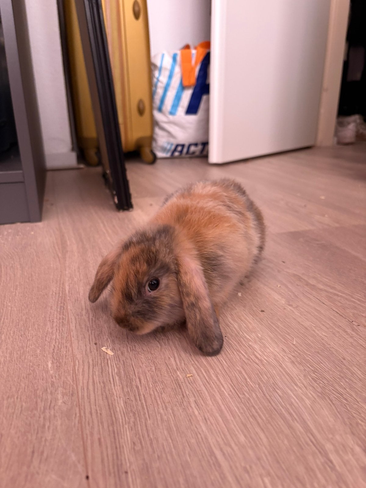 Konijn (14 weken oud), Dieren en Toebehoren, Mannelijk