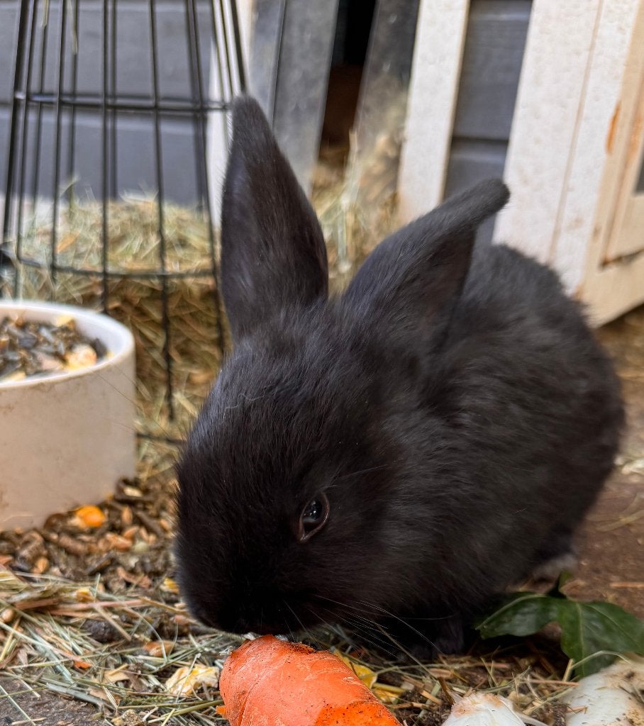 6 lieve zwarte konijntjes te koop!, Dieren en Toebehoren, Geslacht onbekend, Middelgroot, 0 tot 2 jaar