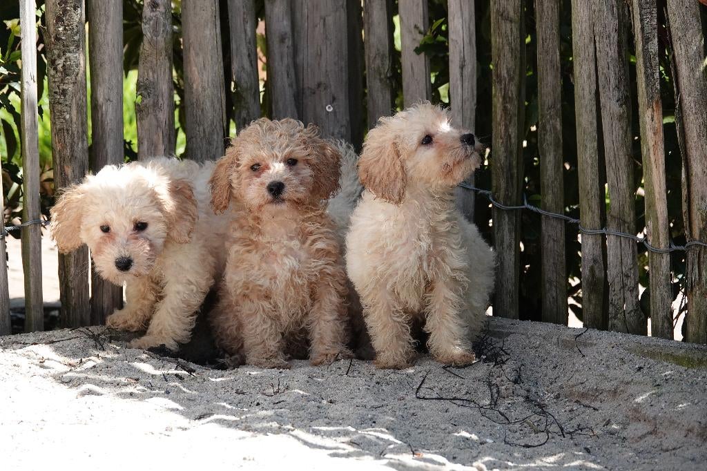 Dwergpoedel pups (geteste ouders), Poedel, Parvo, België, 8 tot 15 weken