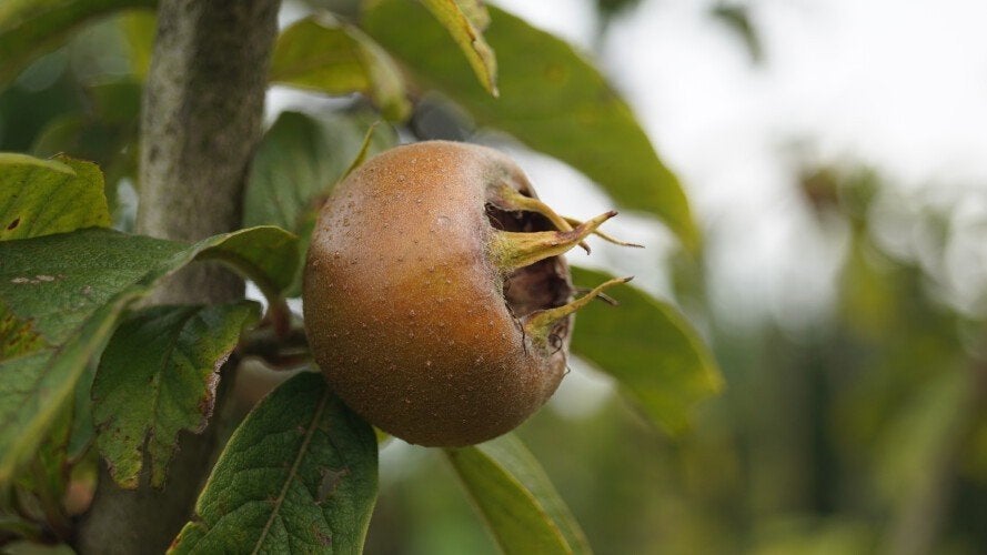 FRUIT Mespilus germanica Mispel voedseltuin voedselbos, Volle zon, Vaste plant, Ophalen of Verzenden, Fruitplanten