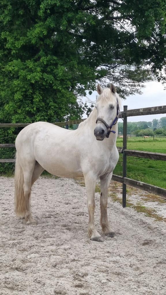 Leuke gezelschapspony, Gechipt, B, Ruin, 11 jaar of ouder