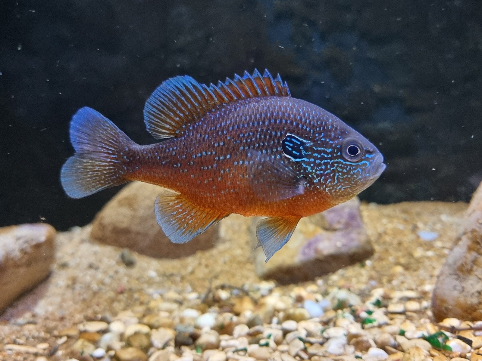 Lepomis marginatus red KOUDWATER., Dieren en Toebehoren, Vis, Zoetwatervis