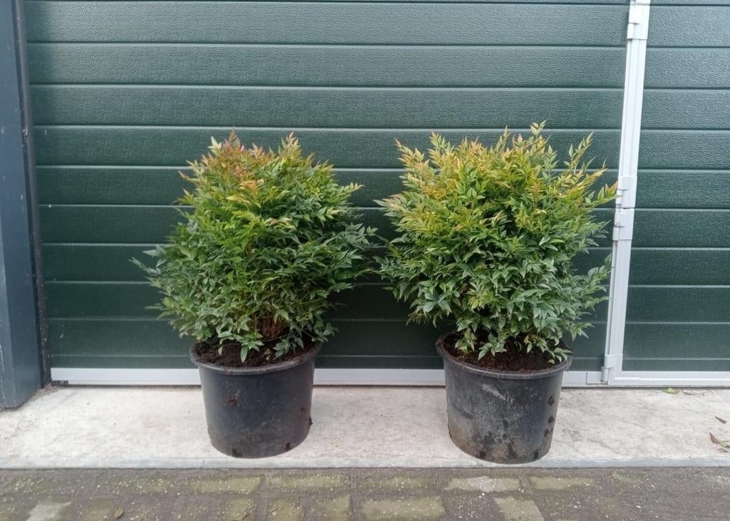 Nandina domestica gulf steam (hemelse bamboe), Tuin en Terras, Ophalen, Bamboe, Struik, Minder dan 100 cm