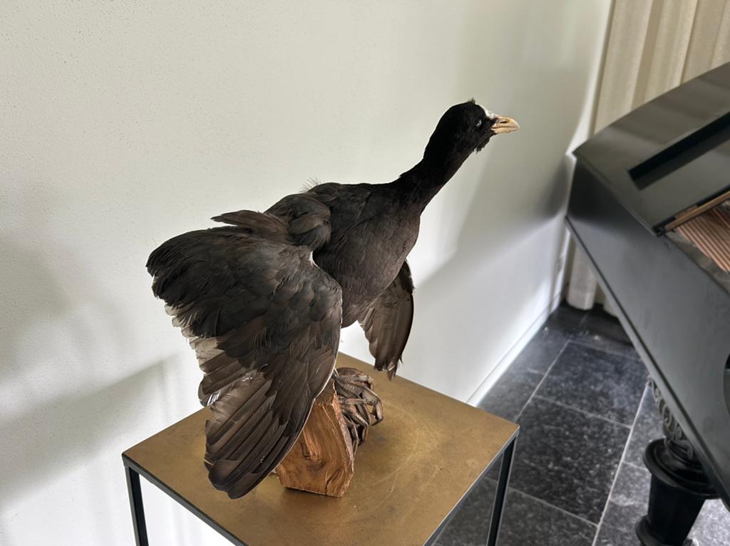 Opgezette meerkoet – decoratief exemplaar, Verzamelen, Ophalen of Verzenden, Vogel, Opgezet dier