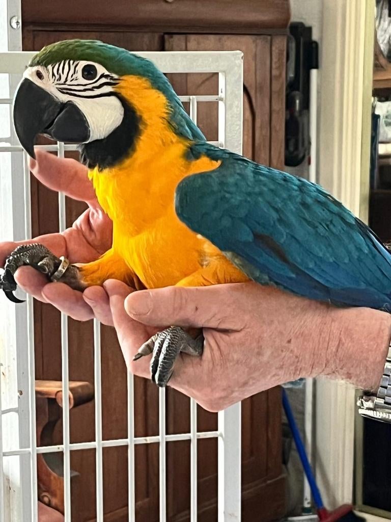 blauw gele ara, Dieren en Toebehoren, Geslacht onbekend, Papegaai, Geringd