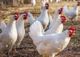 WITTE KIPPEN., Dieren en Toebehoren, Pluimvee, Vrouwelijk, Kip