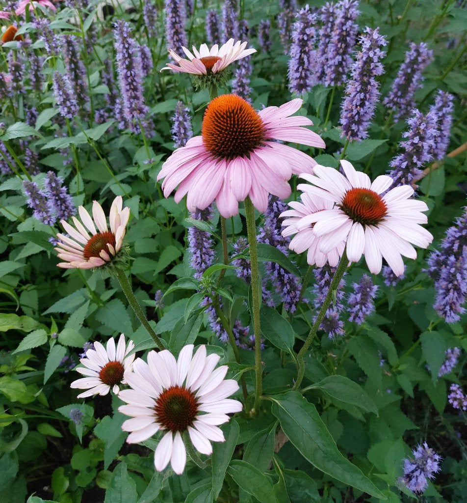 Vaste planten uit eigen tuin, Ophalen, Vaste plant, Overige soorten, Halfschaduw