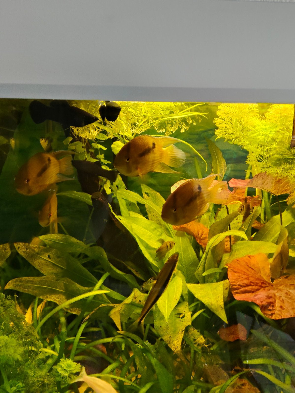 Te koop sleutelgat cichliden., Dieren en Toebehoren, Vissen | Aquariumvissen, Vis