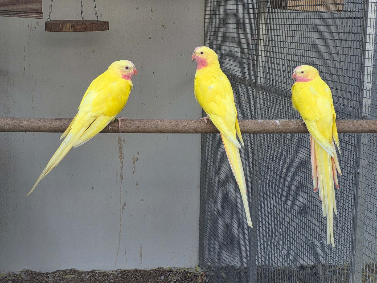 princess of wales, Dieren en Toebehoren, Mannelijk, Parkiet, Geringd