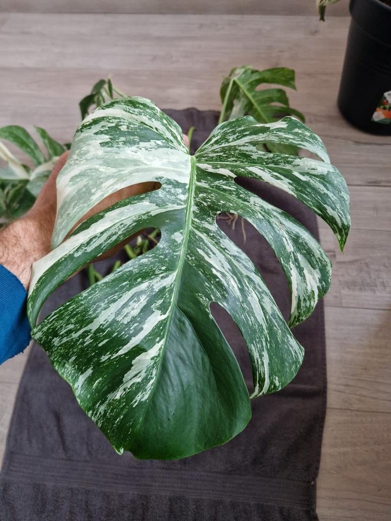 Monstera Deliciosa Albo Variegata stekken, Huis en Inrichting, Kamerplanten, Ophalen of Verzenden, Halfschaduw, Minder dan 100 cm