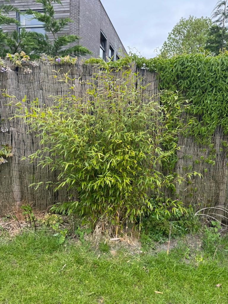 Diverse bamboeplanten | roodhalmig en geelgroen, Volle zon, Vaste plant, Bloeit niet, Ophalen