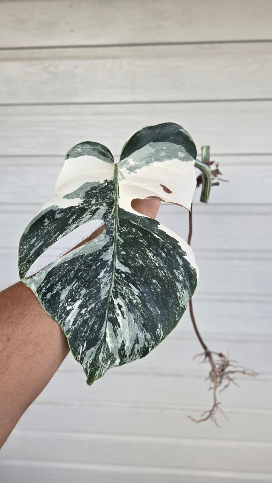 monstera variegata, Huis en Inrichting, Kamerplanten, Ophalen of Verzenden, Halfschaduw, Minder dan 100 cm