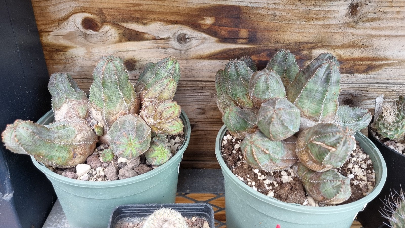 EUPHORBIA PSEUDOGLOBOSA GROTE POT SUCCULENT CACTUS, Ophalen of Verzenden, Cactus, Volle zon, Minder dan 100 cm