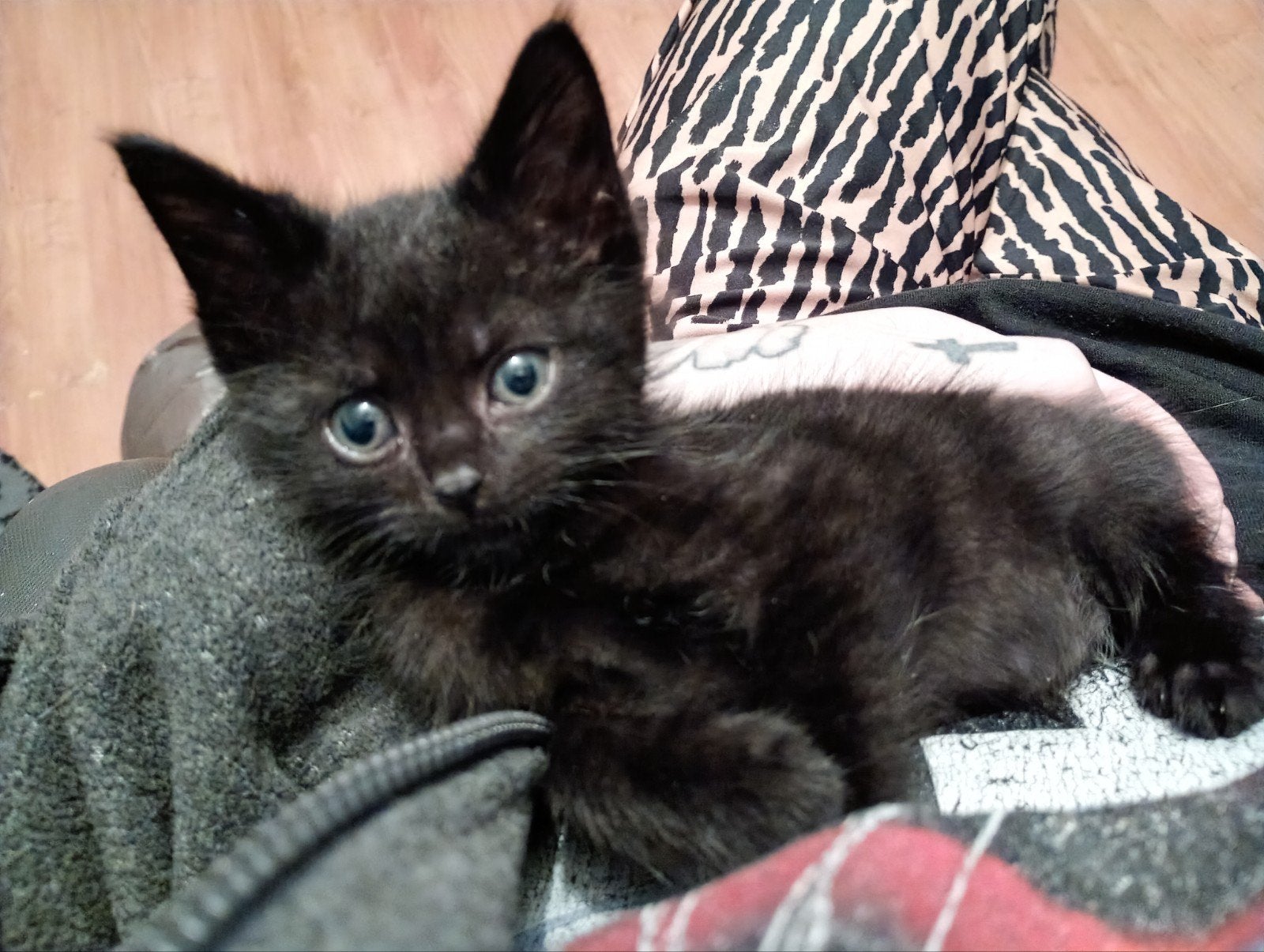 kitten te koop, Kater, Kortharig, 0 tot 2 jaar
