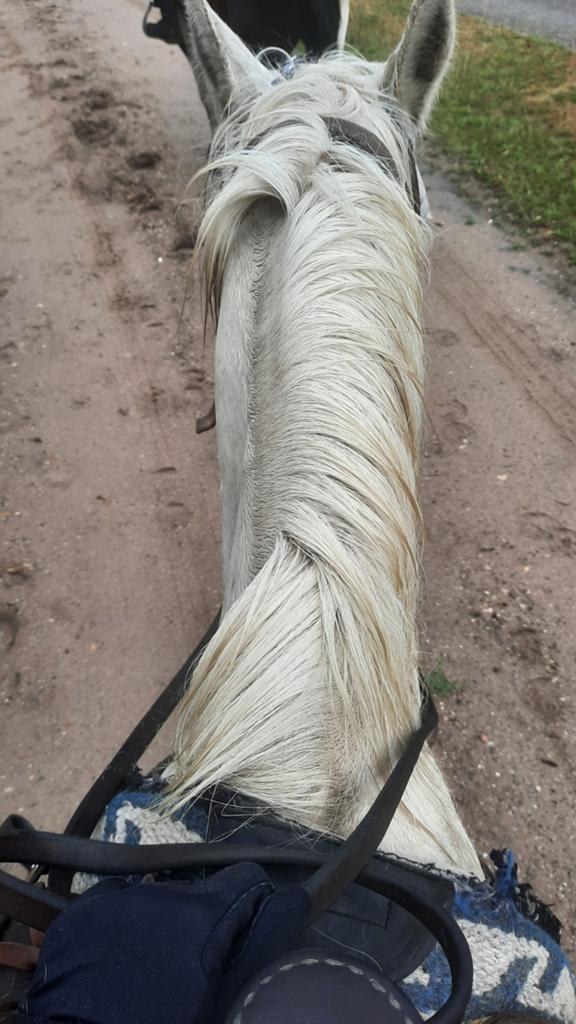 Verzorg / bijrijpony gezocht, Ophalen of Verzenden