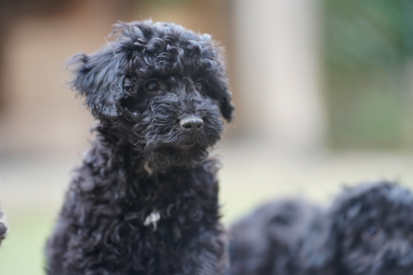 Mini Labradoodle pups | Labradoodle x Dwergpoedel, Parvo, Nederland, Overige rassen, 8 tot 15 weken