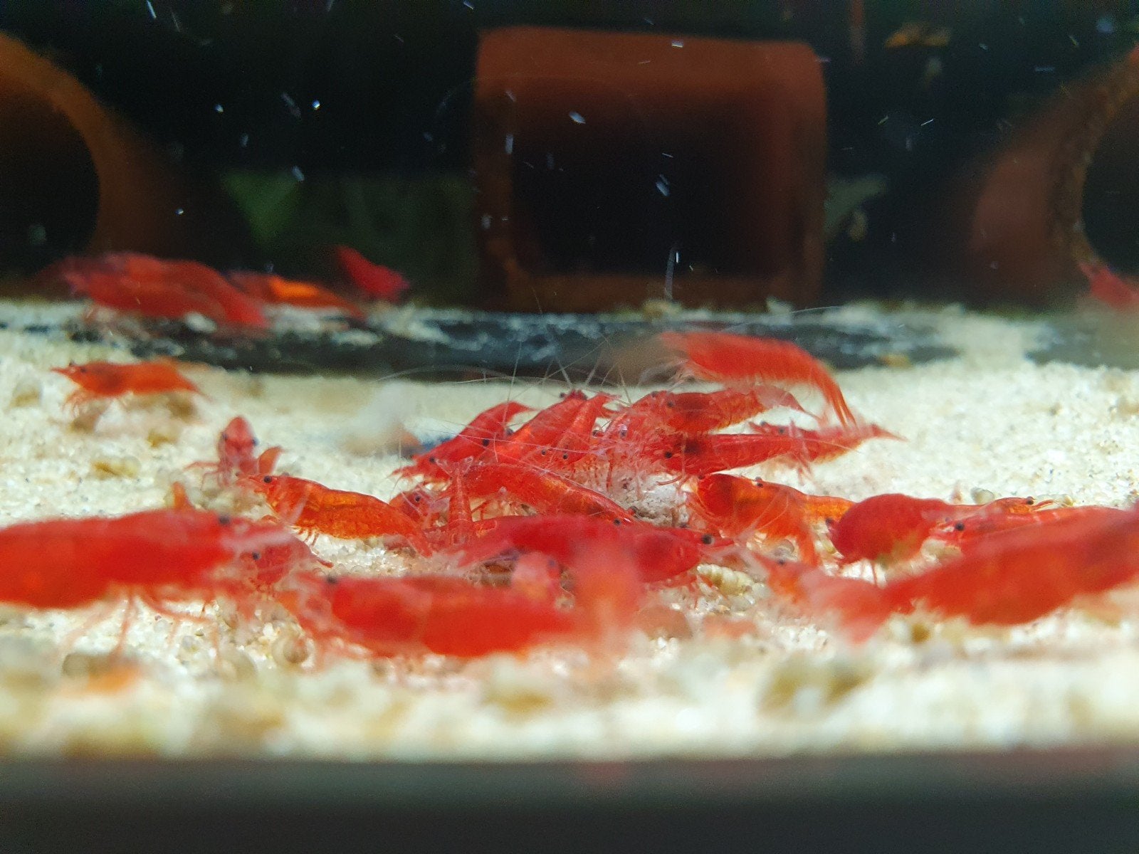 Bloody Mary Garnalen (Neocaradina Davidi var.), Dieren en Toebehoren, Vissen | Aquariumvissen, Vis