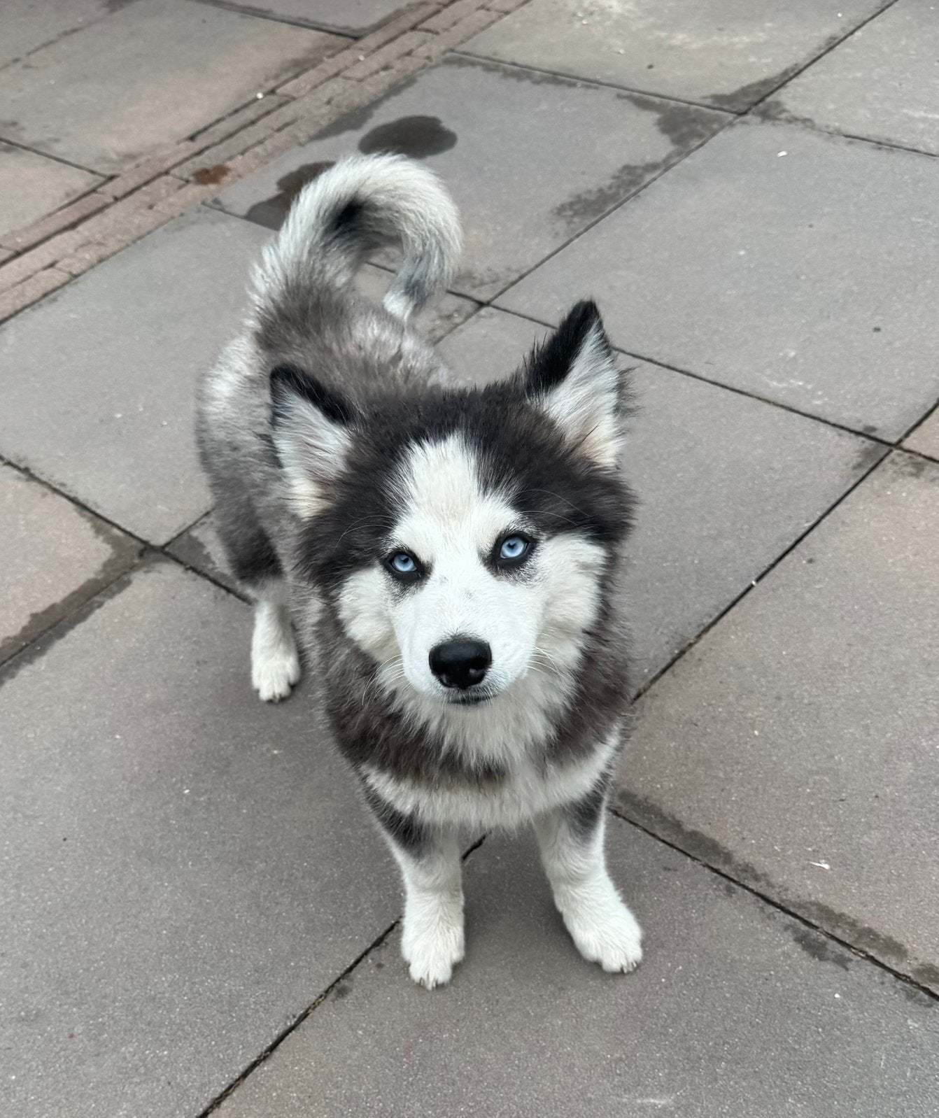 Max , F4 Pomsky pup met blauwe ogen, Parvo, Nederland, Reu, 8 tot 15 weken