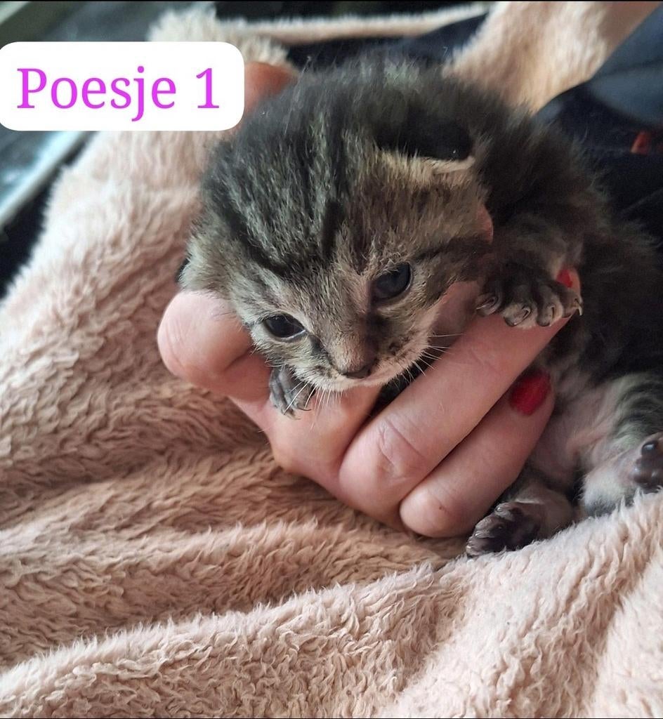 Nog 3 kittens(meisjes) ragdoll, Meerdere dieren, 0 tot 2 jaar