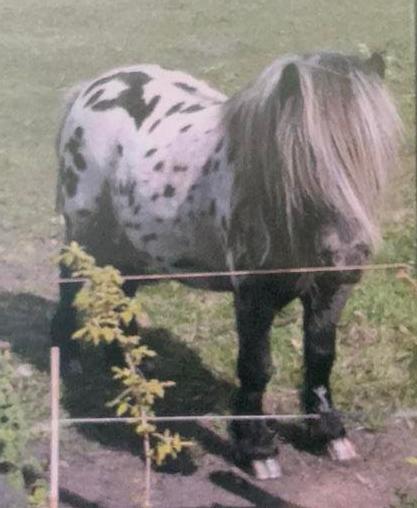 Dekhengstje, Dieren en Toebehoren