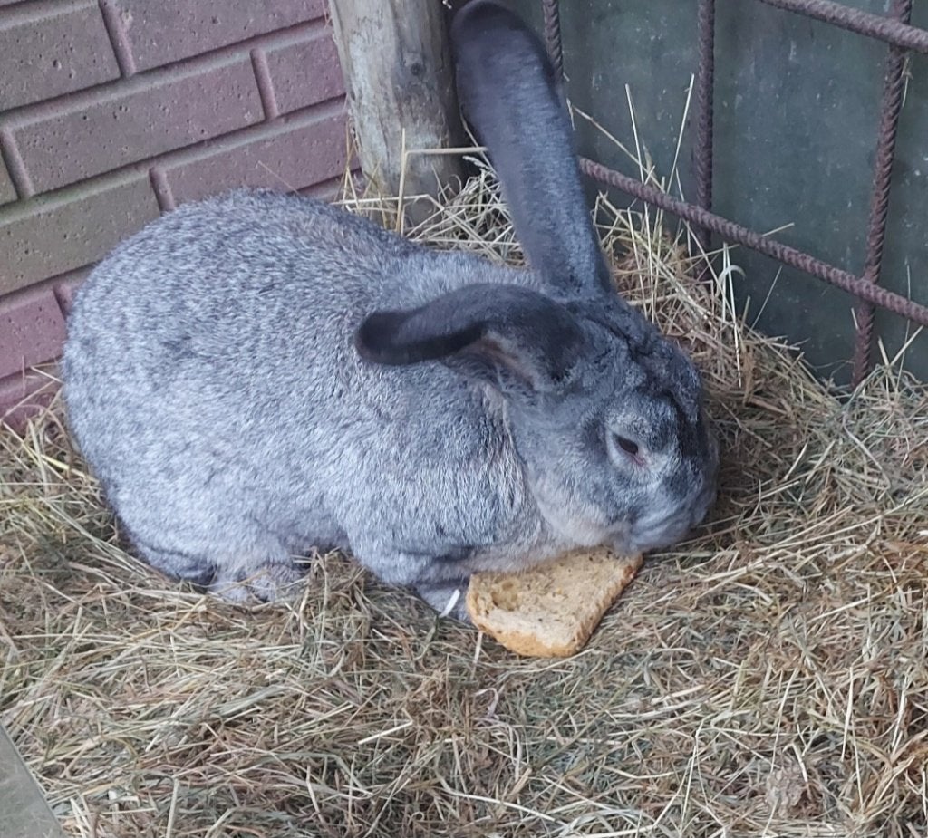 Vlaamse reuzen, Dieren en Toebehoren, Konijnen, Meerdere dieren, Groot, 0 tot 2 jaar