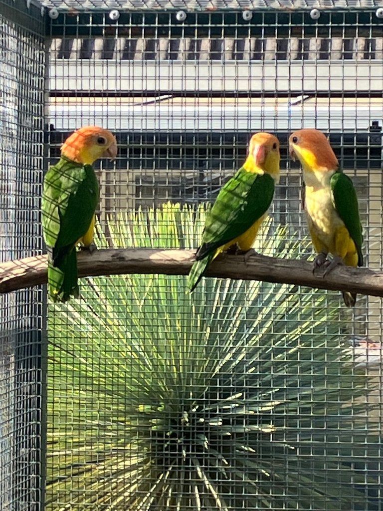 2-1 Roestkopcaique 2026, Dieren en Toebehoren, Meerdere dieren, Papegaai, Geringd