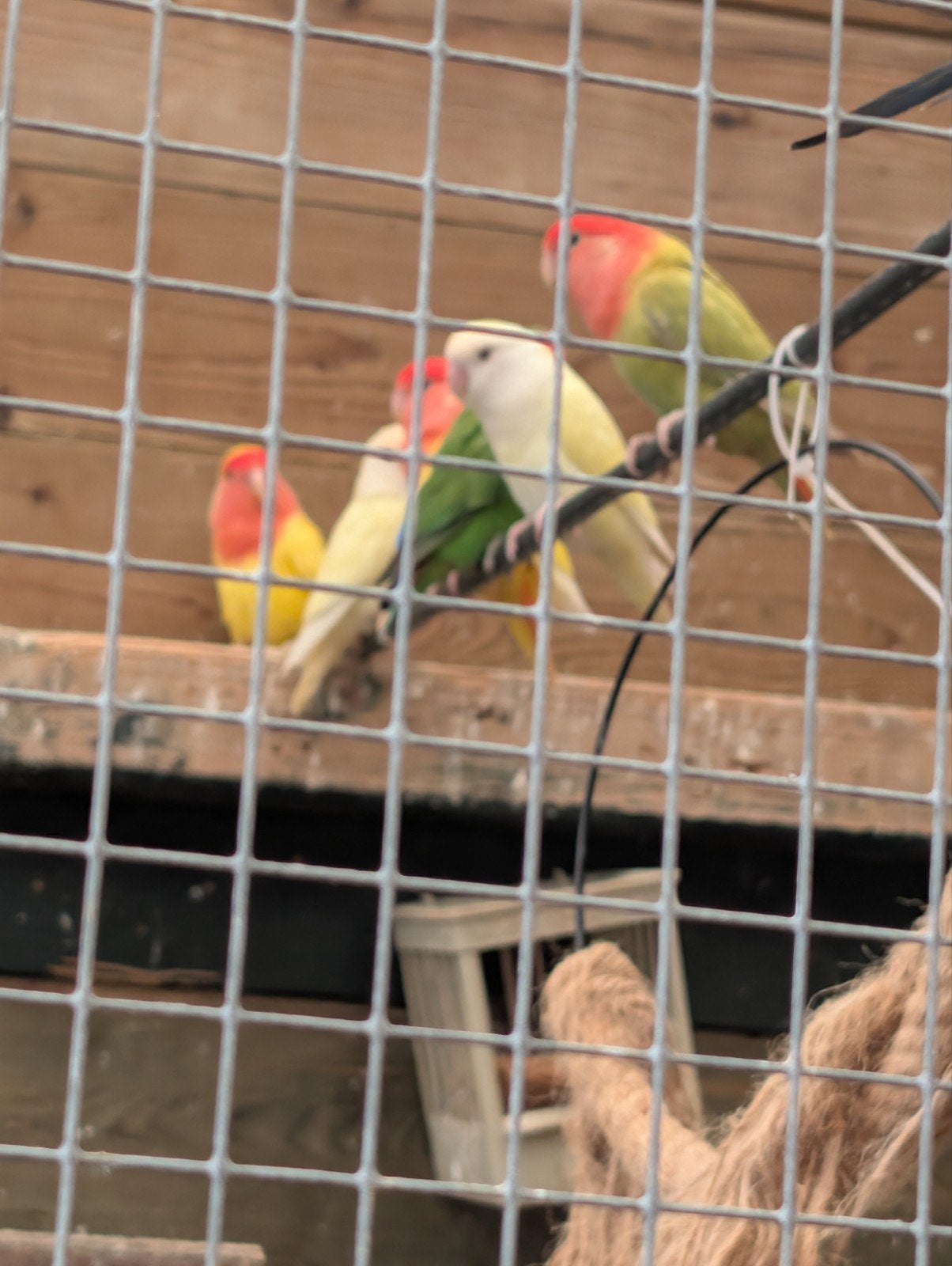 Agapornis roseicollies per stuk, Meerdere dieren, Dwergpapegaai of Agapornis, Geringd