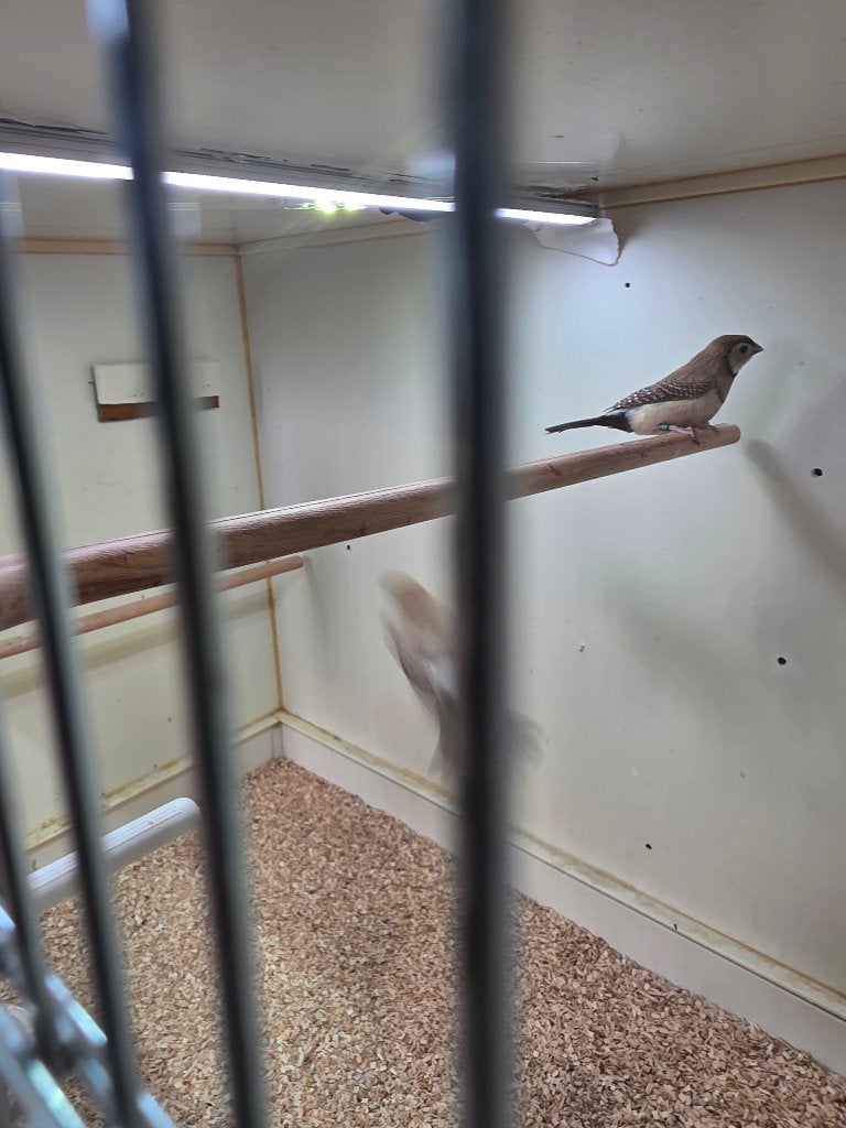 Te koop Bichanows Bruin, Dieren en Toebehoren, Geslacht onbekend, Tropenvogel, Geringd