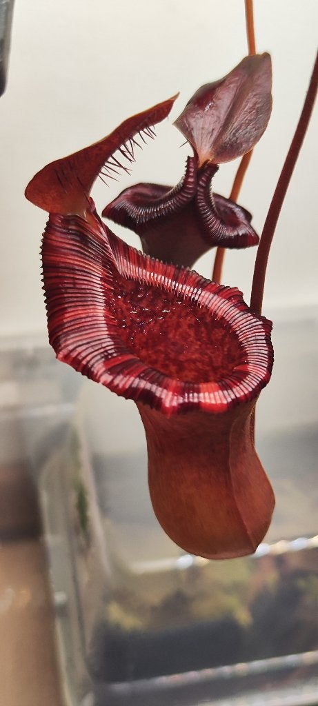 Carnivorous Plants for Sale, Volle zon, Vaste plant, Lente, Ophalen